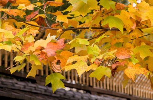 描寫秋天落葉的唯美句子 朋友圈曬落葉的說說文案